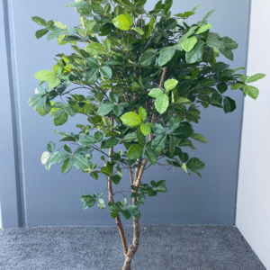 Citrus Tree 5' Tall