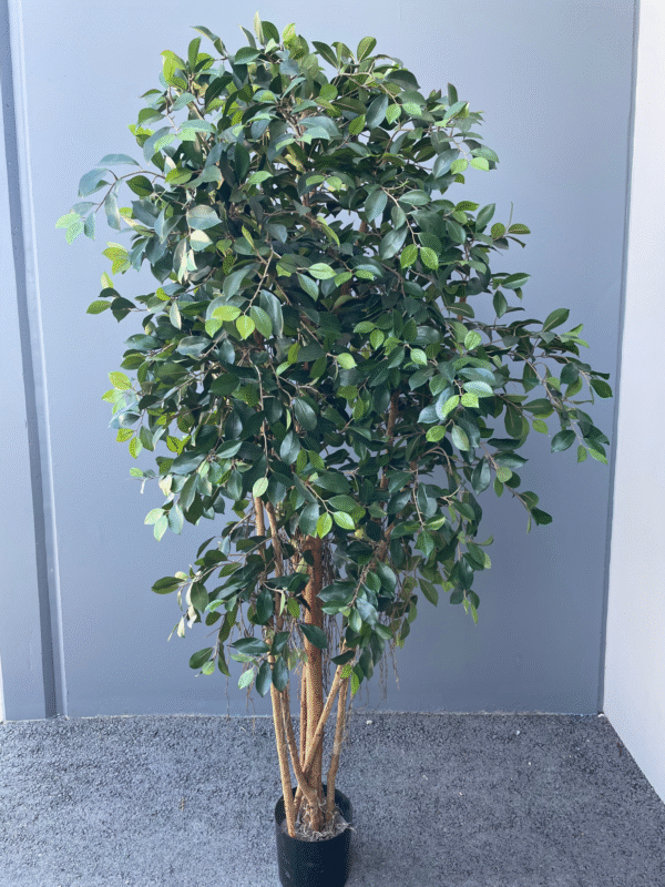 Ficus Bush 6' Tall