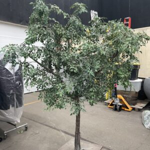 6' Small Leaf Birch Tree