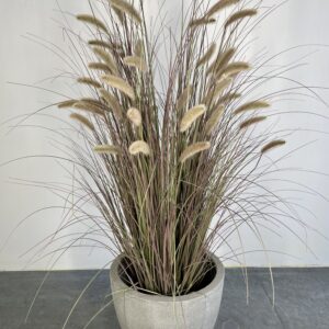 Purple Fountain Grass