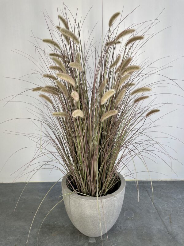 Purple Fountain Grass