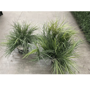 32" Potted Grasses