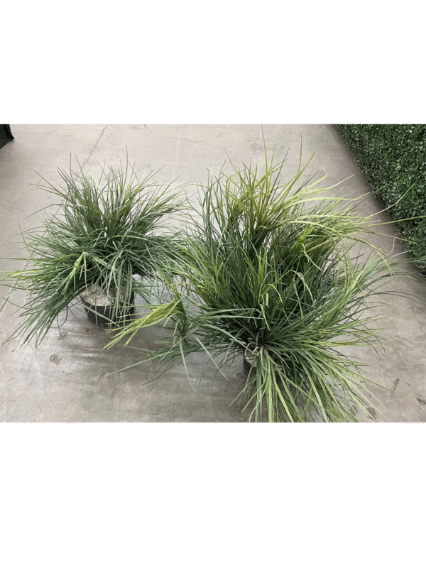 32" Potted Grasses