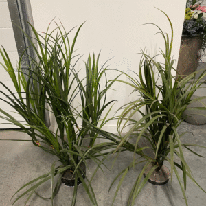 48" Potted Grasses
